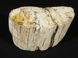 A 225 Million Year Old Polished Petrified Wood Fossil 404gr