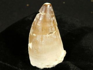 A Big Natural 100 Million Year Old Mosasaurus Tooth Fossil 40.  6gr