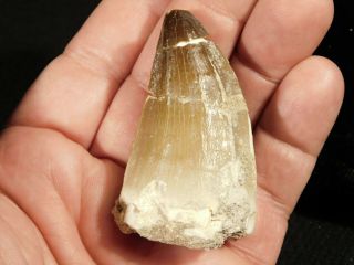 A BIG Natural 100 Million Year Old Mosasaurus Tooth Fossil 40.  6gr 2