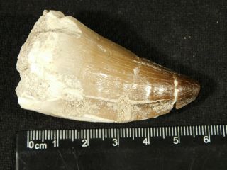 A BIG Natural 100 Million Year Old Mosasaurus Tooth Fossil 40.  6gr 3