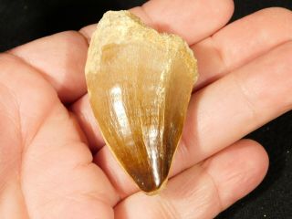 A Big Natural 100 Million Year Old Mosasaurus Tooth Fossil 36.  2gr