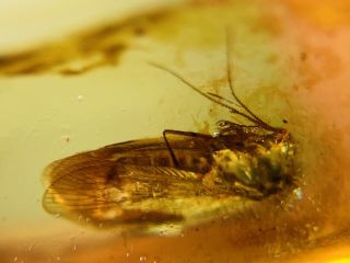 Neuroptera Spongillafly Burmite Myanmar Burmese Amber Insect Fossil Dinosaur Age