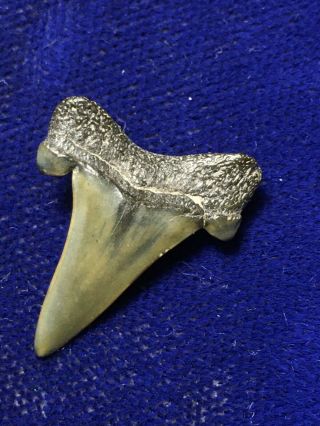 Cretalamna Appendiculata Fossil Cretaceous Shark Tooth Nj