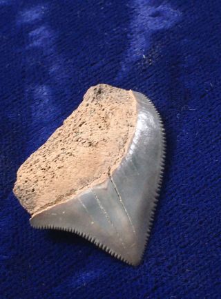 Uncommon Squalicorax Pristodontus Fossil Cretaceous Crow Shark Tooth Nc