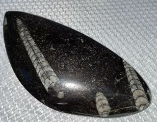 Orthoceras 4.  25”polished Fossil Cephalopod From Morocco Access To Ancient Wisdom