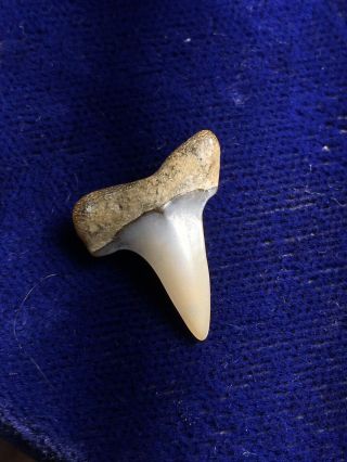 Isurus Oxyrinchus Fossil Shortfin Mako Shark Tooth Peru