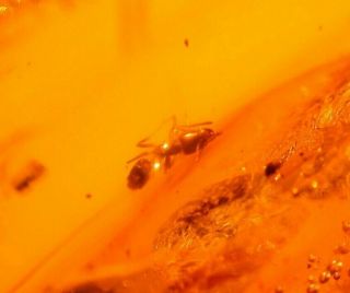Worker Ant,  Psocopteran,  Wasp In Authentic Dominican Amber Fossil Large 9.  9 G