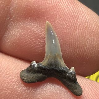Pliocene Shark Tooth From Belgium East Flanders Wolf Family.  Coll. 2