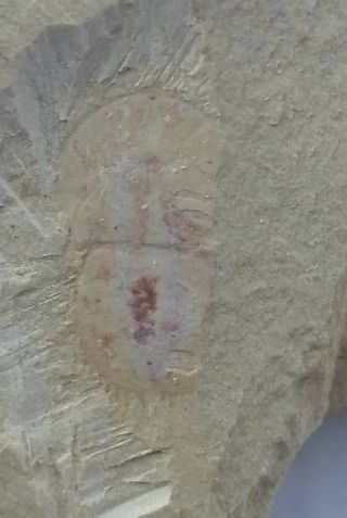 Cambrian Fossil Naraoia Spinosa,  Professional Teaching,  Cool No.  M14
