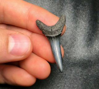 1.  44 " Sand Tiger Shark Tooth Teeth Fossil Sharks Necklace Jaws Jaw Megalod