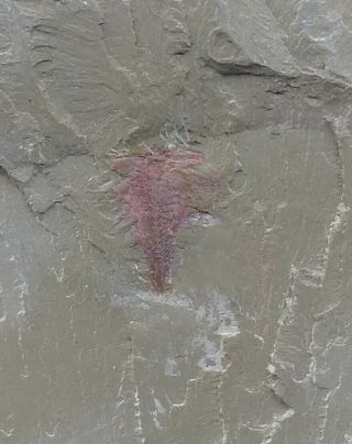 Cambrian Fossil Naraoia Spinosa,  Professional Teaching,  Cool No.  H17