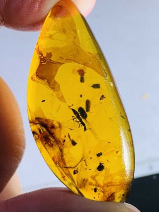 5.  5g Beetle&bug Feces Burmite Myanmar Burmese Amber Insect Fossil Dinosaur Age