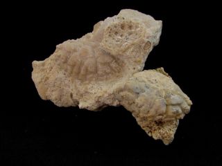 Fossil Crabs Xantho Moldavicus