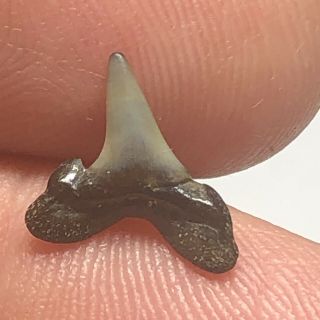Pliocene Shark Tooth From Hoeven Belgium Wolf Family.  Coll. 2
