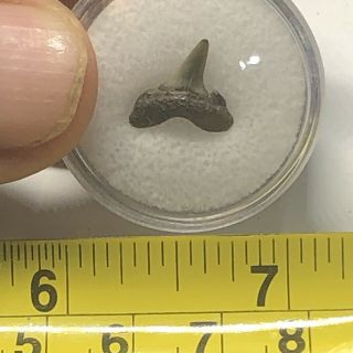 Pliocene Shark Tooth From Hoeven Belgium Wolf Family.  Coll. 3