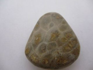 2021 Spring Hand Polished Petoskey Stone From Michigan