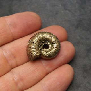 27mm Eboraticeras Pyrite Ammonite Fossils Fossilien Russia Golden 2