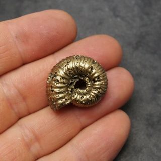 27mm Eboraticeras Pyrite Ammonite Fossils Fossilien Russia Golden 3