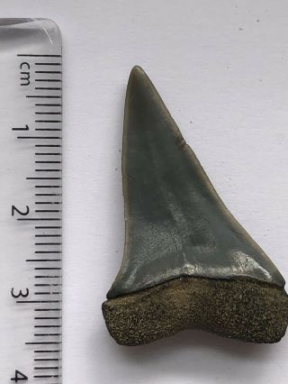Rare Fossil Shark Teeth,  Mako,  Isurus Hastalis,  Pliocene,  Hoevenen,  Belgium