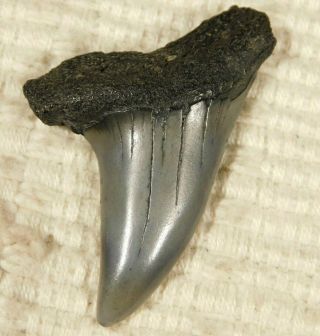 Ancestral Great White Shark Tooth Fossil 4.  92gr