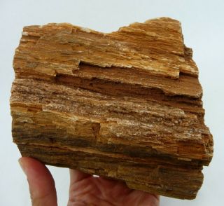 Petrified Wood Specimen Utah 3 Lbs.  1oz Great Display Piece