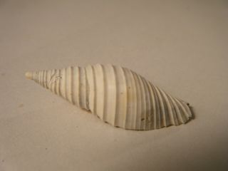 Florida Fossil Shell - Mitra Compsa - Fossil Miter Shell