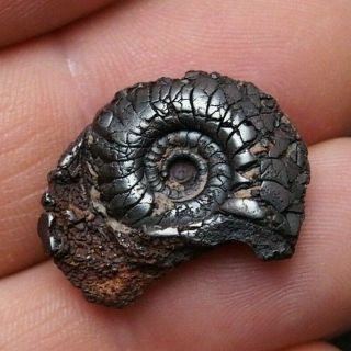 Goniatite 22mm Hematite Devonian Mineral Fossil Ammonite Mollusk Jurassic