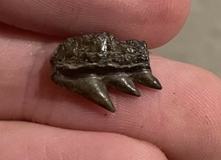 Maryland Fossil Cow Shark Tooth Notorynchus Calvert Cliffs Miocene Megalodon Age