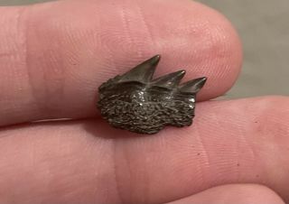 Maryland Fossil Cow Shark Tooth Notorynchus Calvert Cliffs Miocene Megalodon Age 2