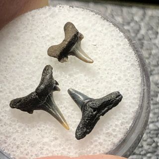 3 Pliocene Shark Tooth From Belgium East Flanders Wolf Family.  Coll. 2