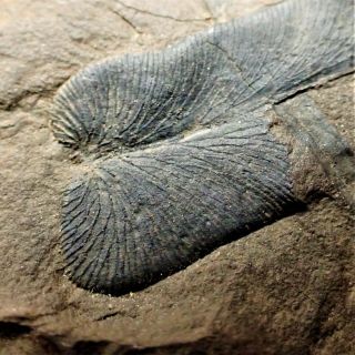 Detailed Carboniferous Multi - Species Plant Fossil Writhlington Uk Minerals Rocks