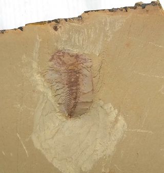 Cambrian Fossil Naraoia Spinosa,  Very Cool No.  A43