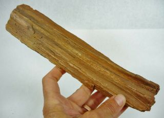 Petrified Wood Specimen Utah 384 Grams Great Display Piece