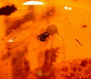 Spider With 7 Insects In Authentic Dominican Amber Fossil Gemstone