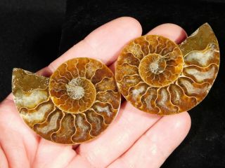 120 Million Year Old Cut And Polished Ammonite Fossil 38.  2gr