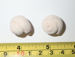 Pair Fossil Pleurotomaria Snail Shell Specimen 6.  1 And 6 Gram From Morocco