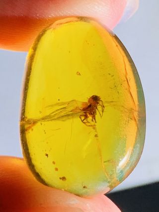 2.  33g Arachnida Spider Burmite Myanmar Burmese Amber Insect Fossil Dinosaur Age