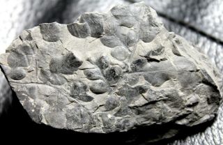 Well Preserved Carboniferous Fossil Plant - Eusphenopteris