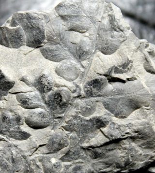 Well preserved Carboniferous fossil plant - Eusphenopteris 2