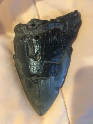 Authentic Carcharodon Megalodon Fossil Shark’s Tooth