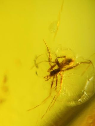 Arachnida Spider&fly Burmite Myanmar Burmese Amber Insect Fossil Dinosaur Age