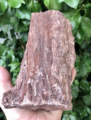 ☘️rr⚒: Arizona Petrified Wood Limb With Rare Fungus/calcite,  4.  5 Lb