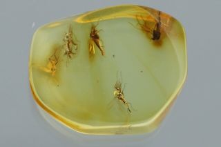 SWARM of 4 TRUE MIDGES Fossil Inclusion BALTIC AMBER 210622 - 59,  IMG 2