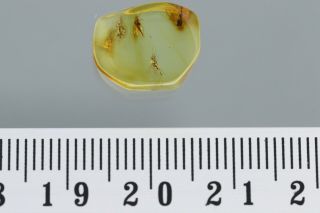 SWARM of 4 TRUE MIDGES Fossil Inclusion BALTIC AMBER 210622 - 59,  IMG 3