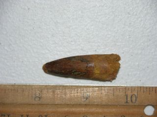 Spinosaurus Dinosaur Fossil Tooth 1.  5 Inch H12