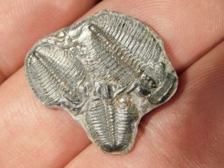 Three Entwined Elrathia Trilobite Fossils Utah 9.  92