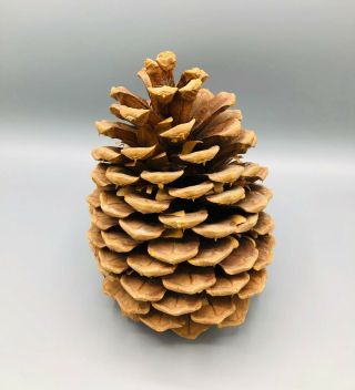 Gigantic Huge Pine Cone 8″