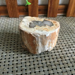 81g Polished Petrified Wood Crystal Slice Madagascar Pn1252