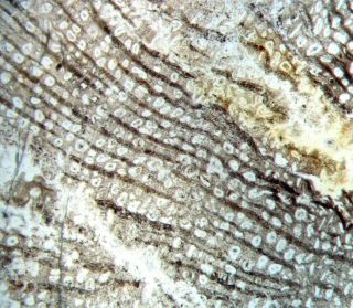 Miocene Vitaceoxylon Fossil Grape Vine Wood Thin Section Great Cells Nevada