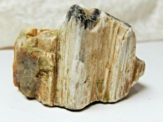 Petrified Wood With Agate Specimen 2 Oz.  Found In Oregon Or Idaho